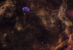 The brain in its natural habitat